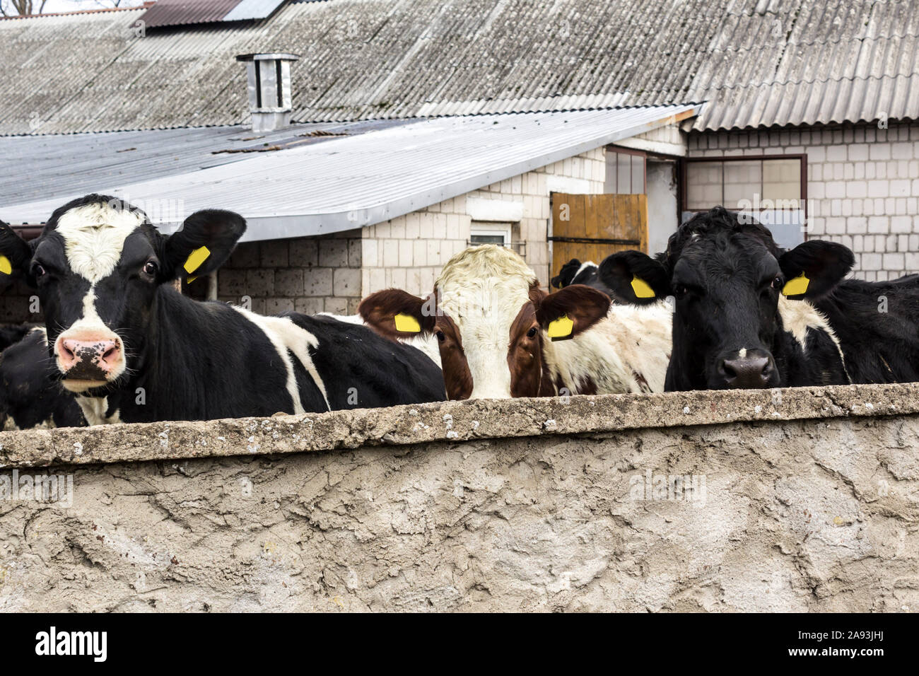 Trois génisses motley debout derrière un mur de béton. Yard sur une ferme laitière. Podlaskie. La Pologne. Banque D'Images
