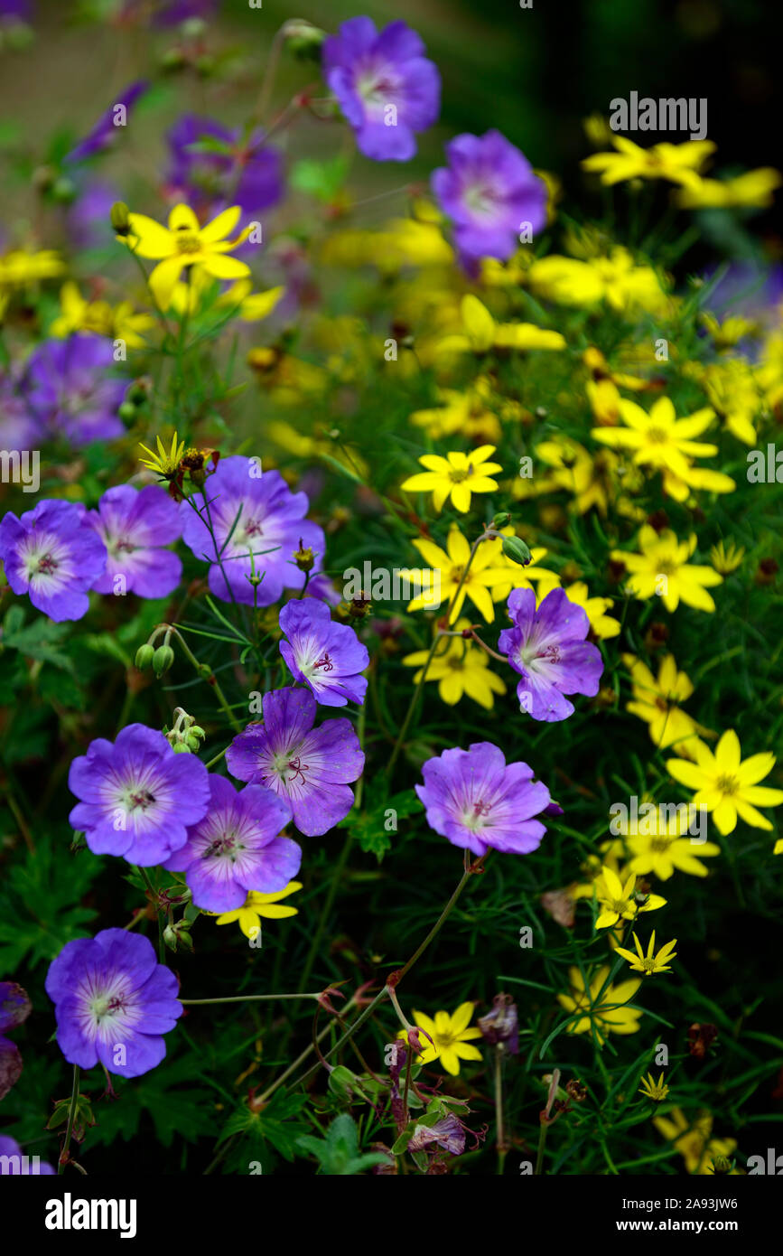 Fleur Rozanne Fleur jaune et bleue Banque de photographies et d’images à haute ...