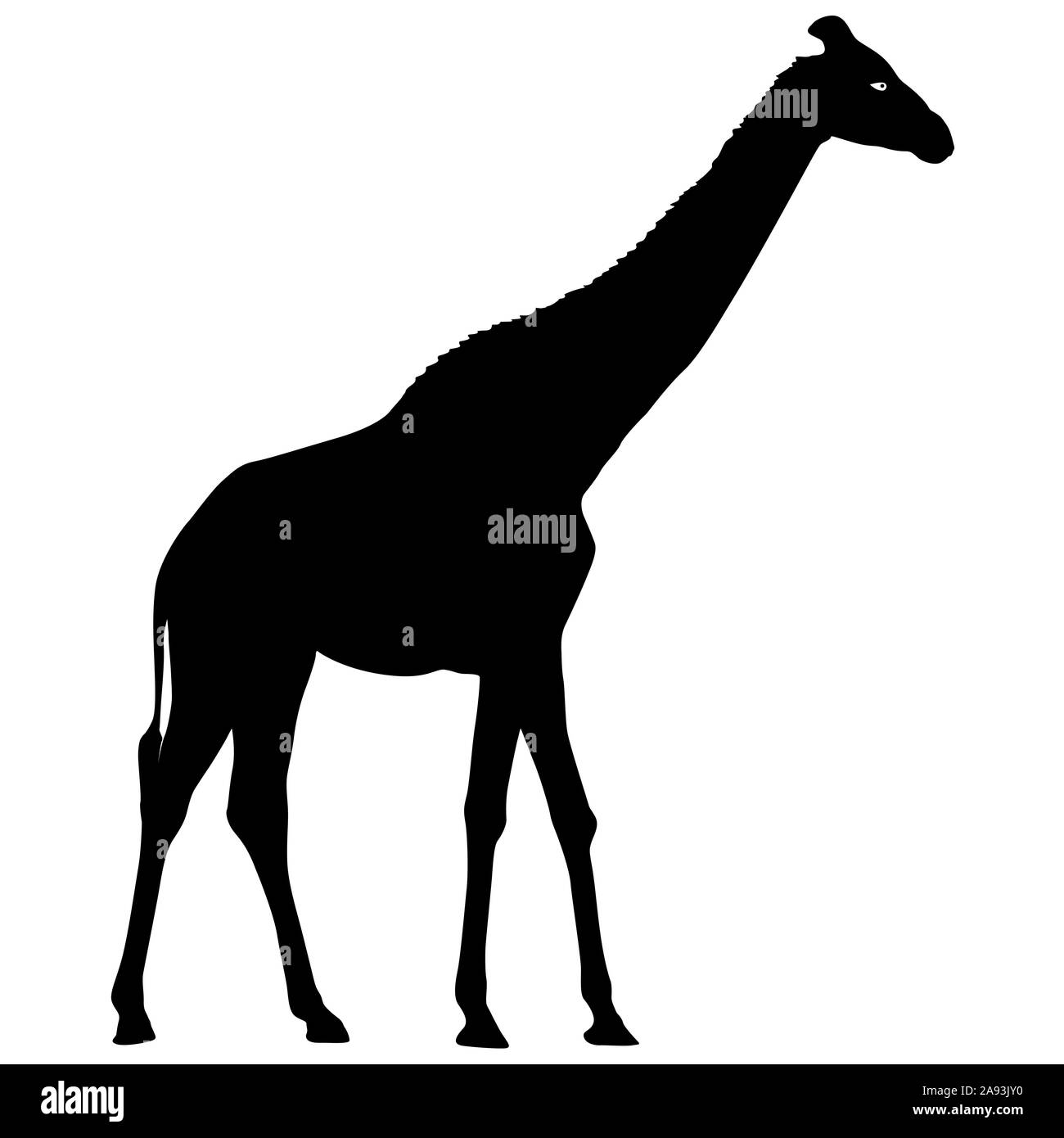 Haute Silhouette girafe Africaine sur un fond blanc. Banque D'Images