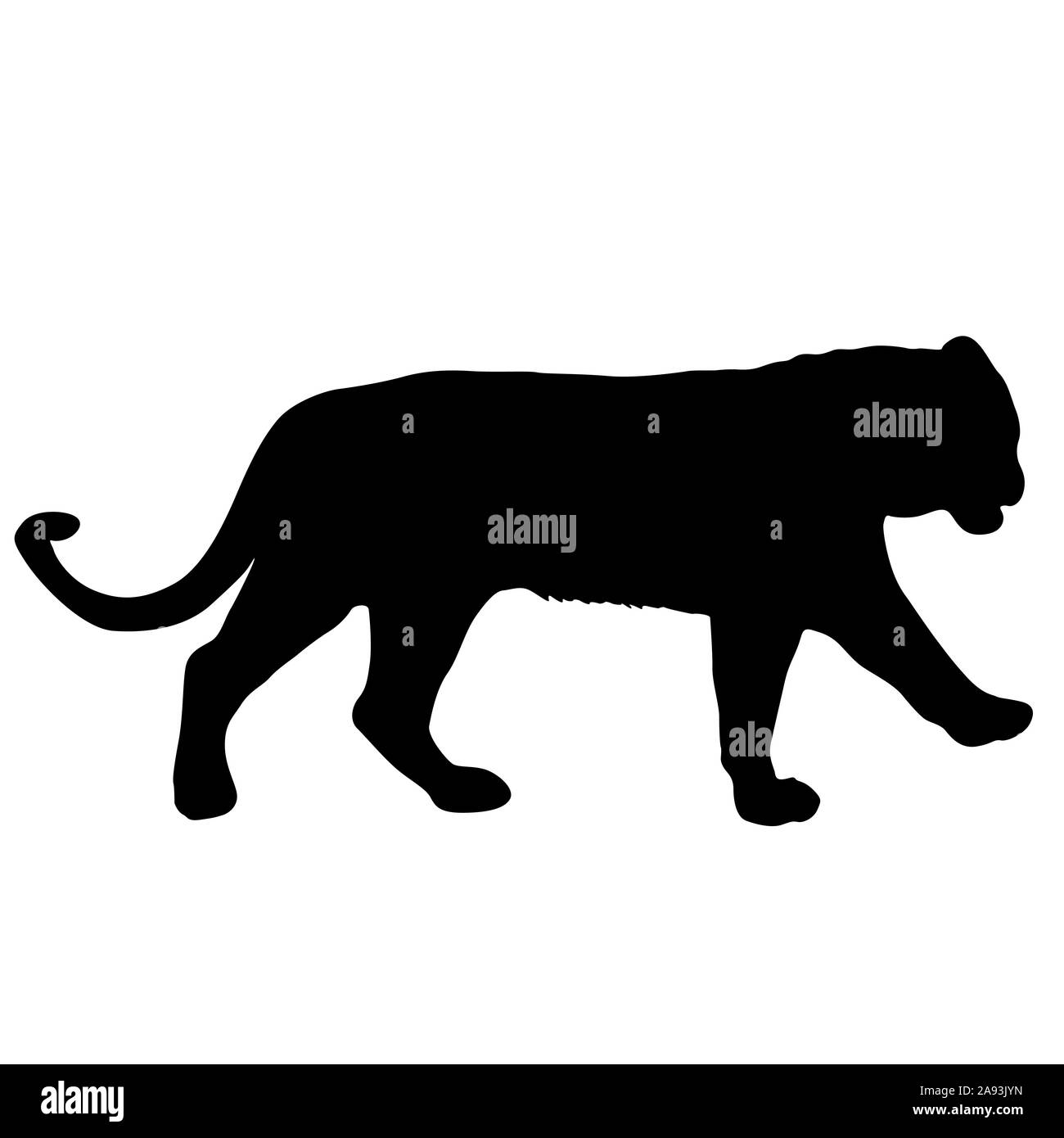 Belle silhouette tigre sur un fond blanc. Banque D'Images