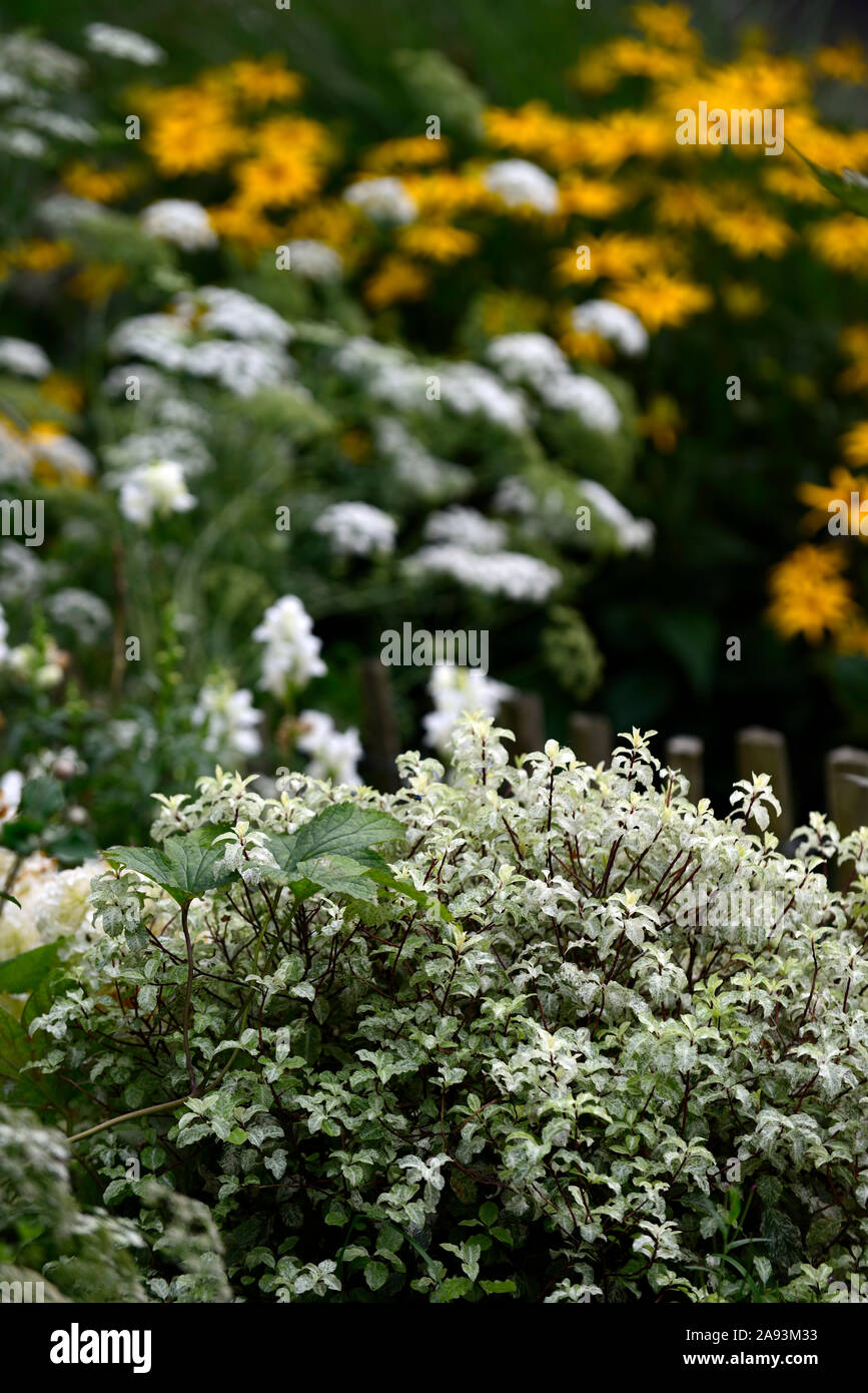 Pittosporum tenuifolium,Silver Queen tawhiwhi,Silver Queen,arbre arrondi,arbres,feuilles,jardin,feuillage Floral RM Banque D'Images