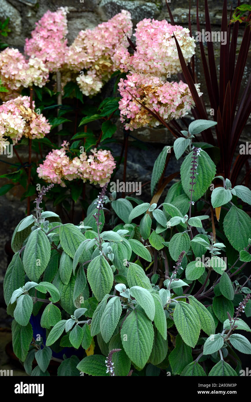 Hydrangea paniculata Vanille Fraise,rose,plectranthus panicules de fleurs,fleurs,fleurs,mélanger,mixte,plantation,RM,combinaison florale Banque D'Images