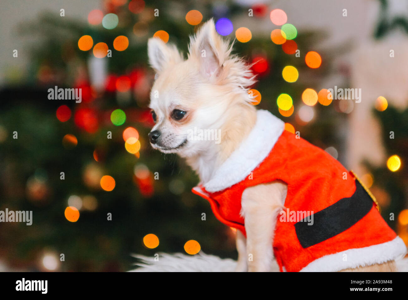 Cute chihuahua dog wearing en costume de Père Noël s'asseoir sous l'arbre  de Noël. Nouvel an et de noël concept. Célébrer l'hiver vacances du Nouvel  An Photo Stock - Alamy