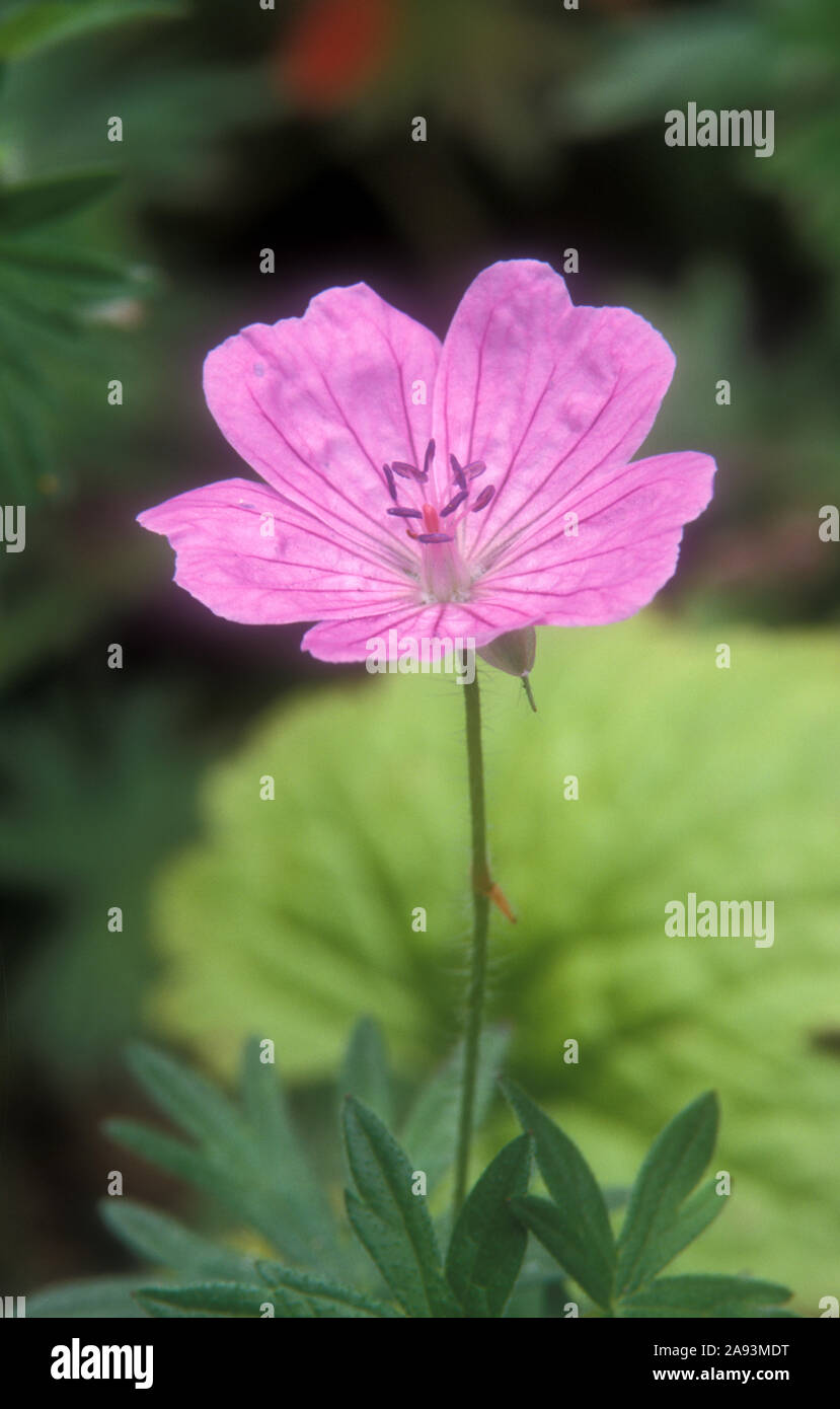 Gros plan de Geranium sanguineum « Glenluce », une vivacité robuste avec des fleurs rose pâle en forme de tasse. Banque D'Images