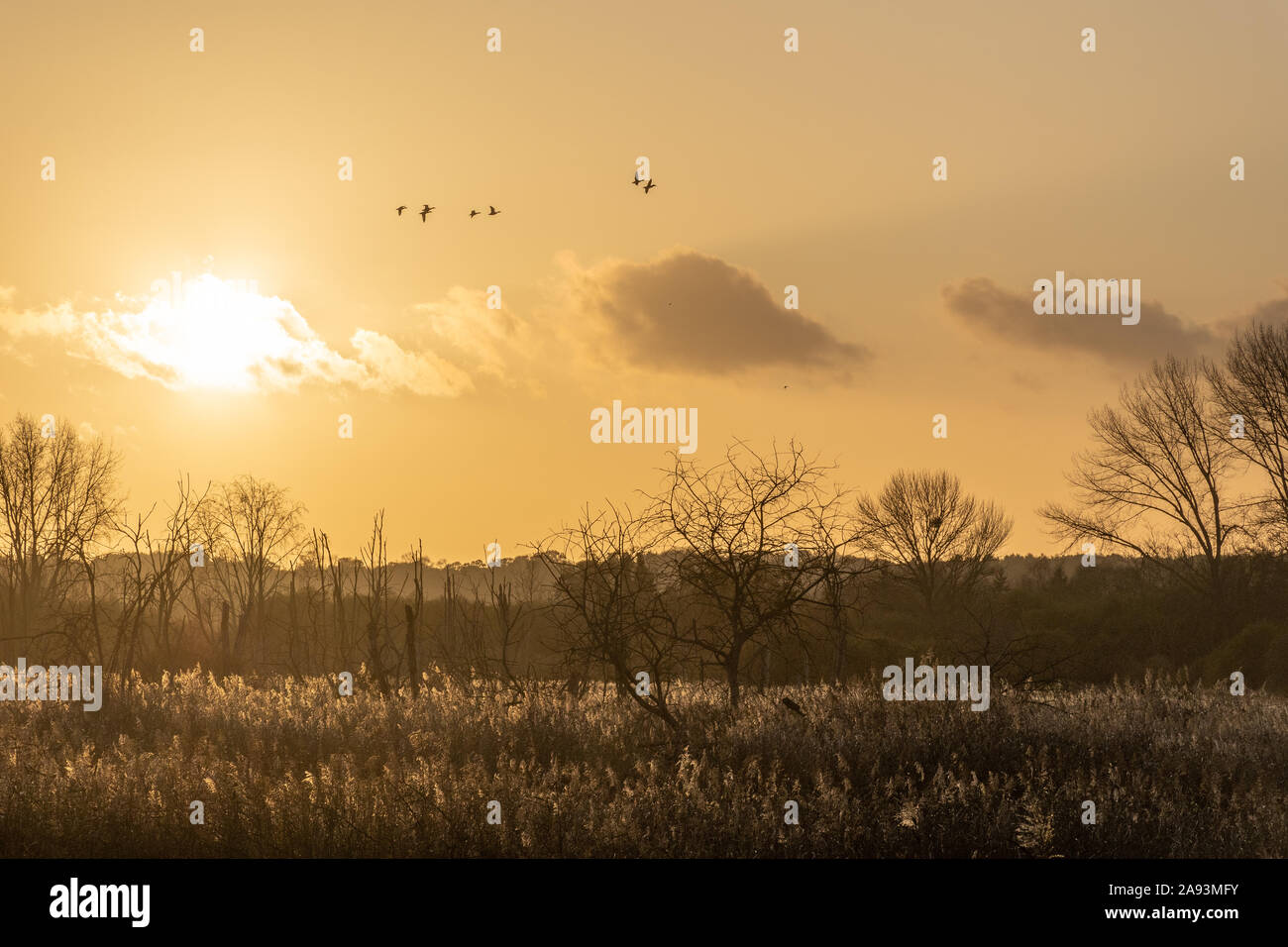 Fishlake Meadows Nature Reserve, Hampshire, UK, au coucher du soleil avec des oiseaux qui survolent le roseaux Banque D'Images