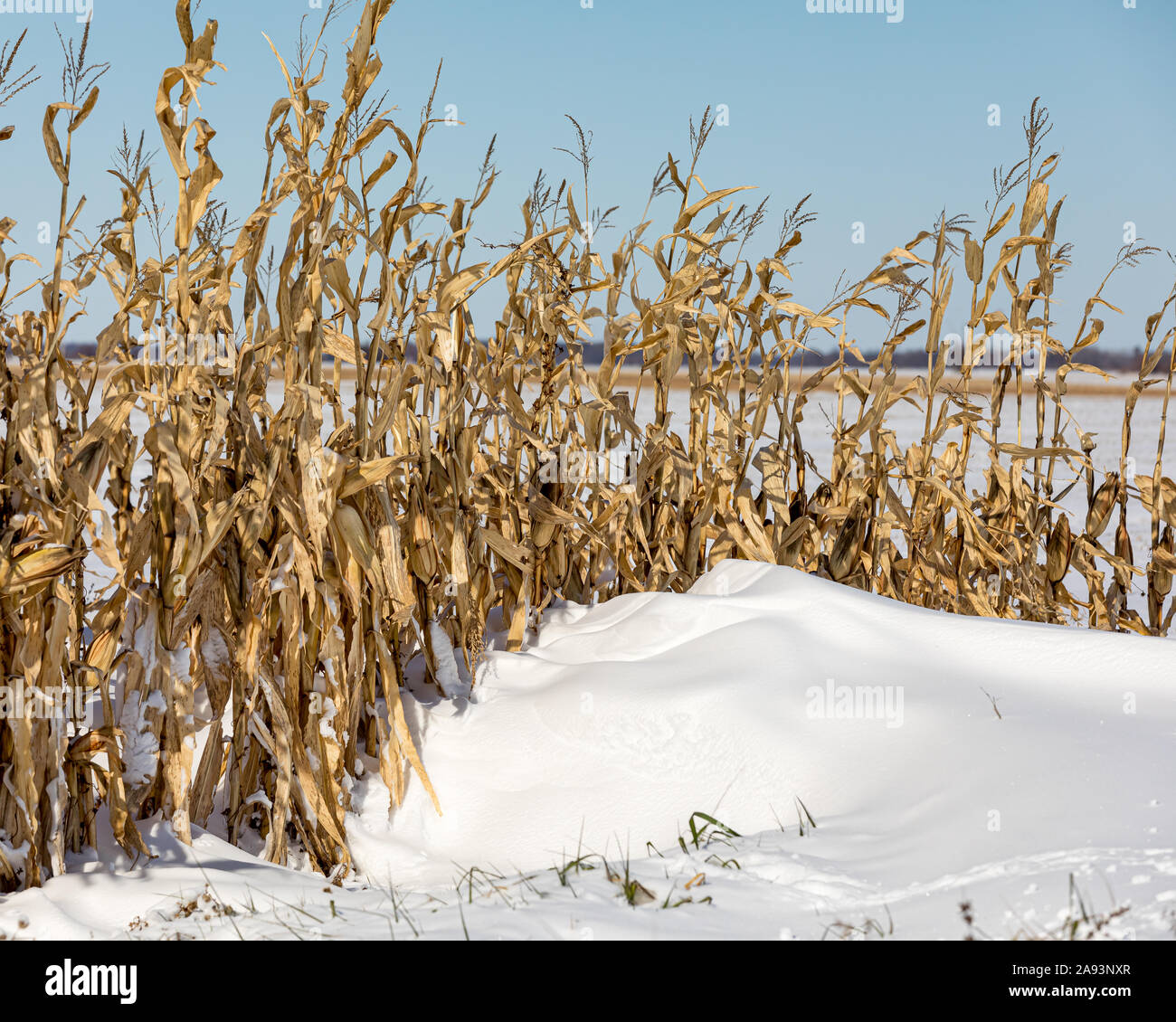 Avec un champ couvrant les tiges de neige. Au début de l'hiver a cessé de tempête la récolte de maïs dans le Midwest Banque D'Images