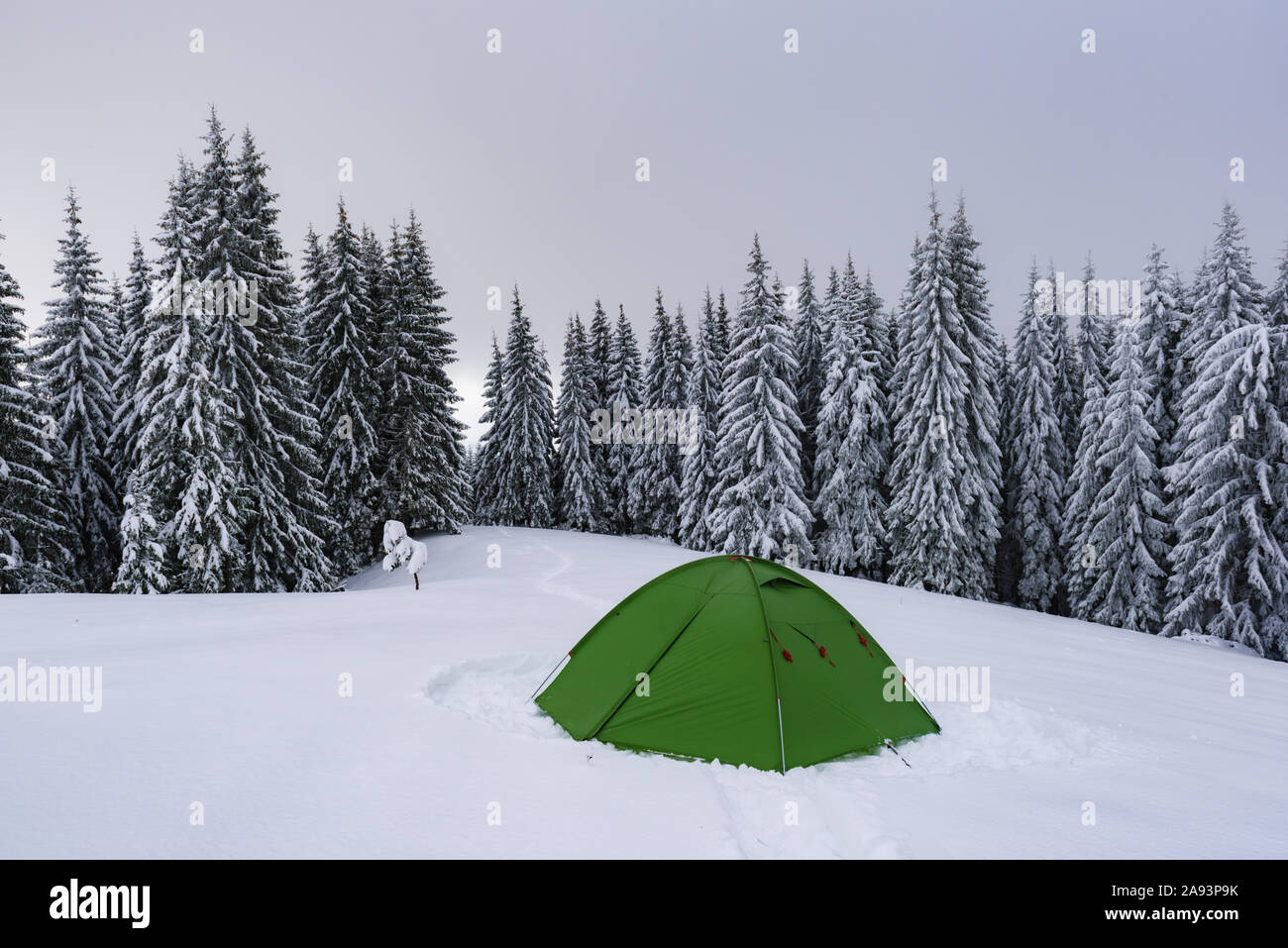 Tente verte sur fond de forêt de pins brumeux. Magnifique paysage de neige. Camp de touristes en hiver les montagnes. Concept de voyage Banque D'Images