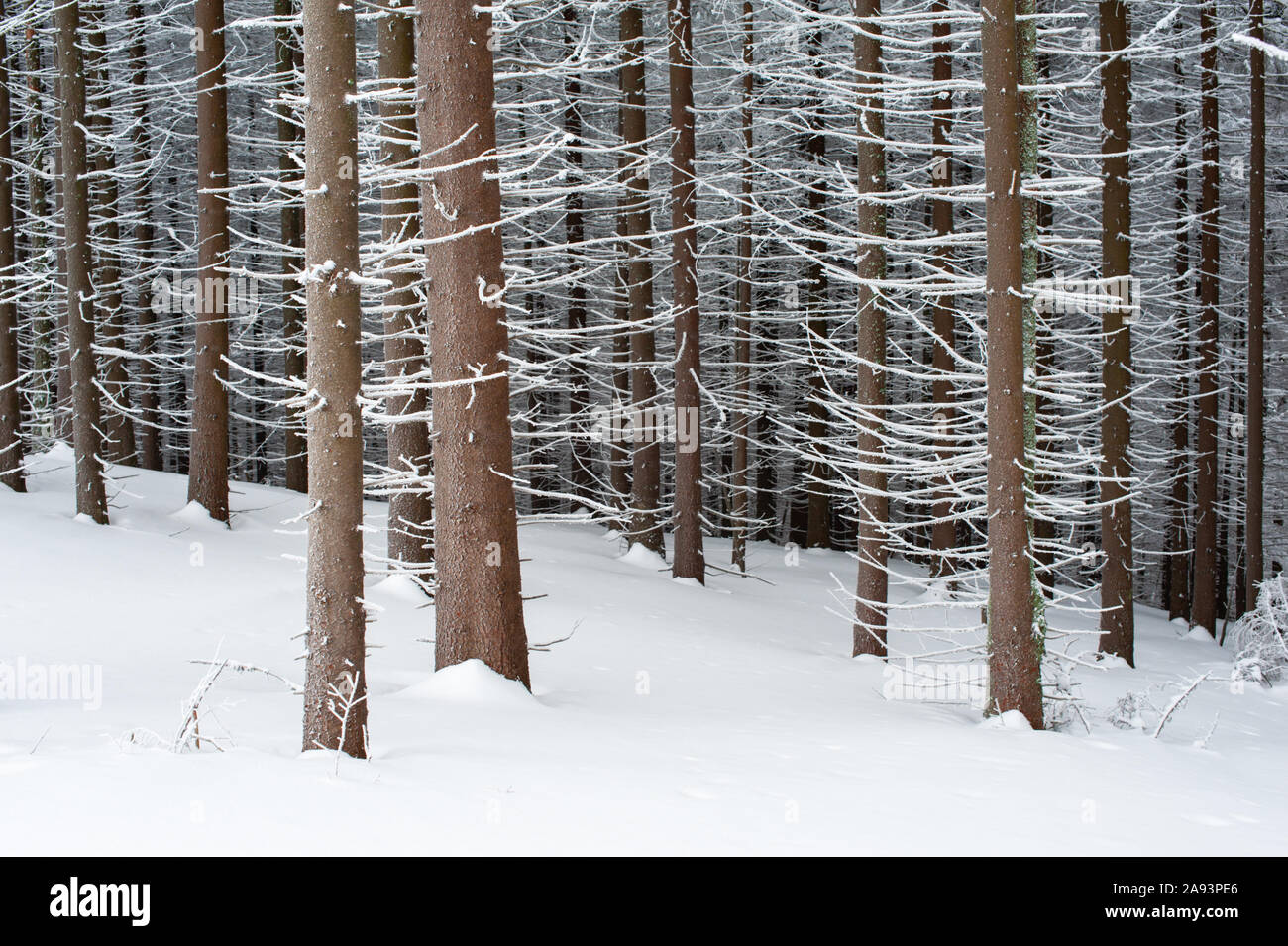 Paysage d'hiver fantastique avec des arbres dans la forêt enneigée congelé. Arrière-plan de vacances de Noël Banque D'Images