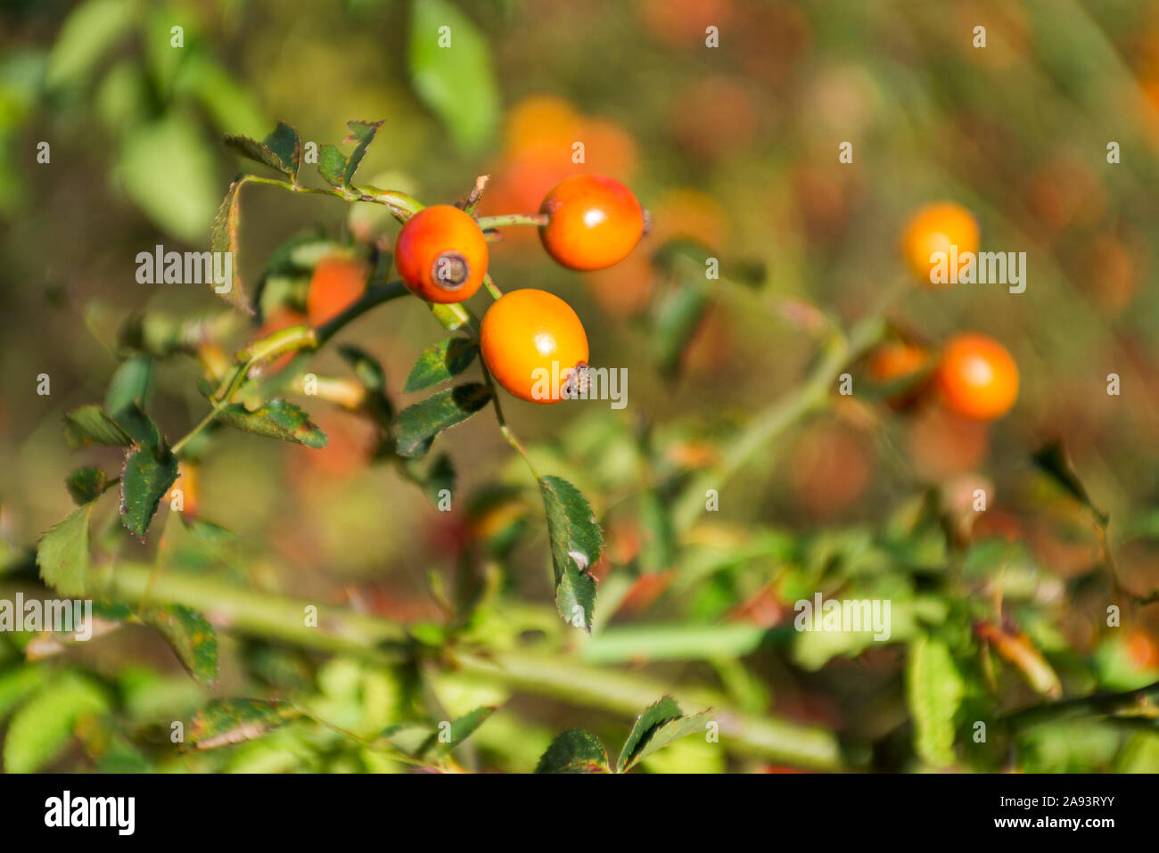 L'églantier. Close-up of dog-rose de baies. Dog rose fruits. Banque D'Images