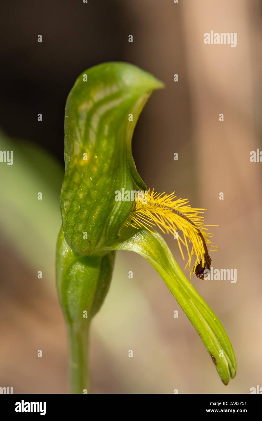 Pterostylis sp. aff. plumosa 3, Grand Greenhood barbu Banque D'Images