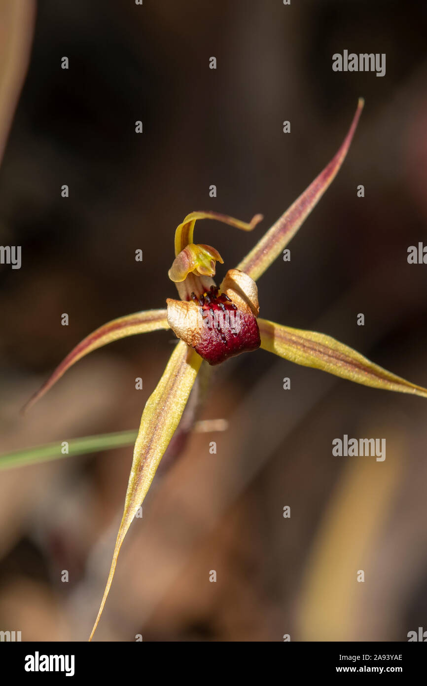 Caladenia clavigera, simple lèvre à l'orchidée araignée Banque D'Images