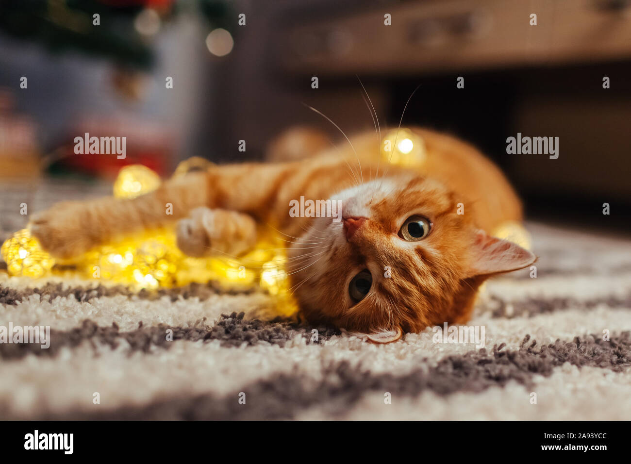 Le gingembre chat jouant avec guirlande en vertu de l'arbre de Noël. Noël et Nouvel an concept Banque D'Images