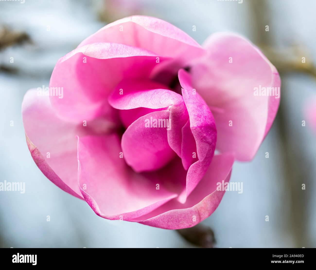 Rose en fleur, jardin botanique VanDusen; Vancouver, Colombie-Britannique, Canada Banque D'Images