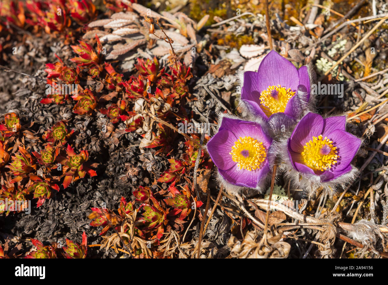 Pasqueflowers (Pulsatilla) sur Donnelly Dome; Alaska, États-Unis d'Amérique Banque D'Images