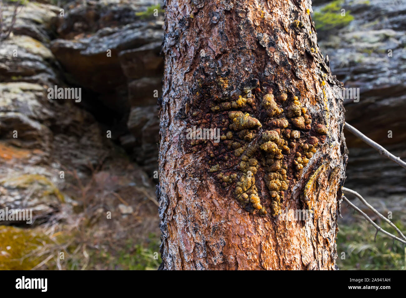 Écorce malade avec sève sur un tronc d'arbre; Alaska, États-Unis d'Amérique Banque D'Images
