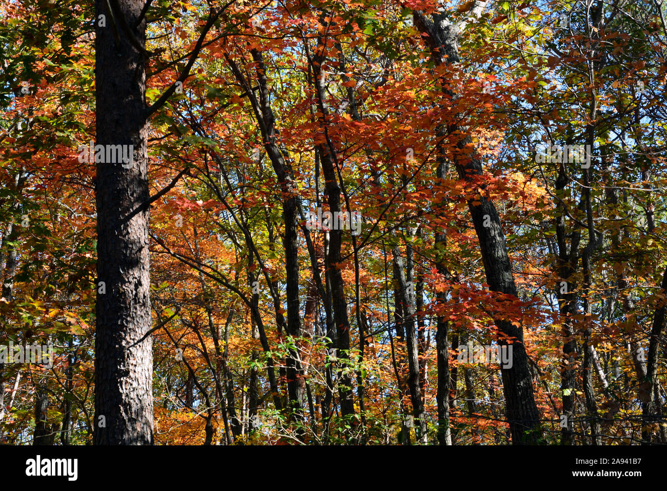Les bois dans les montagnes de Caroline du Nord au cours de l'automne. Banque D'Images Les bois dans les montagnes de Caroline du Nord au cours de l'automne. Banque D'Images