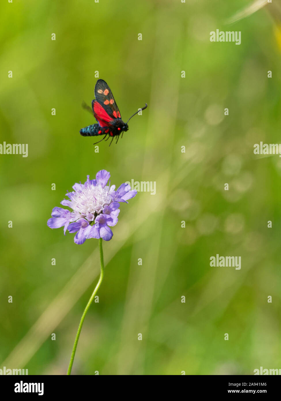 Six-spot burnet moth en vol au-dessus d'une petite fleur pourpre dans un pré sur Gangers Hill, Woldingham, Surrey, Royaume-Uni Banque D'Images