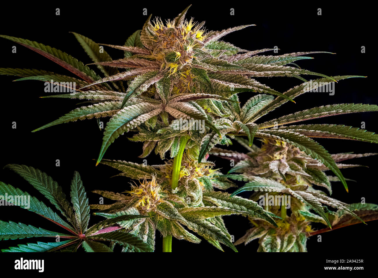 Plante de cannabis en phase de floraison tardive; Cave Junction, Oregon, États-Unis d'Amérique Banque D'Images