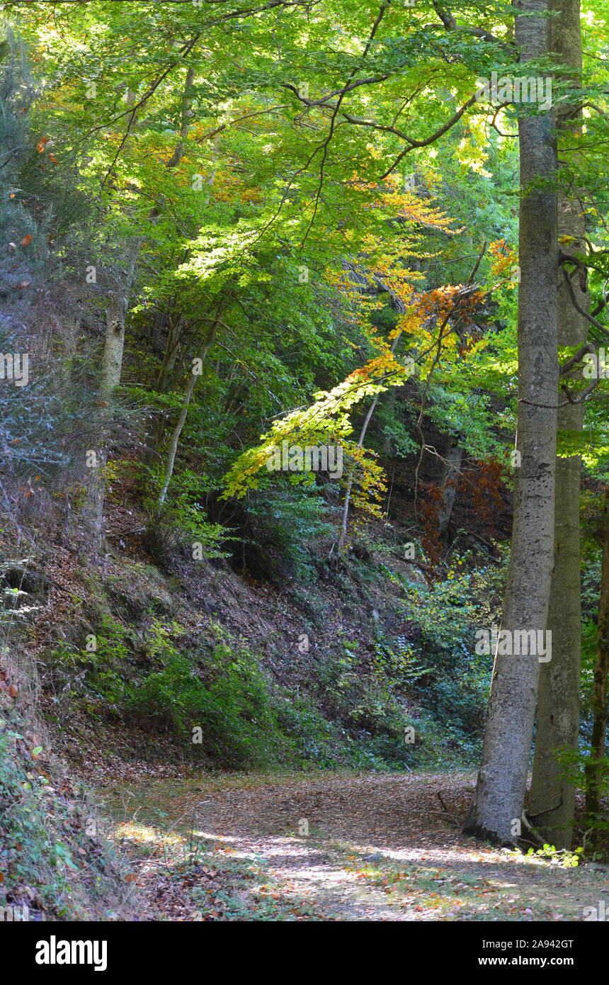 Aidillo forêt de hêtres, La Rioja, dans le Nord de l'Espagne Banque D'Images