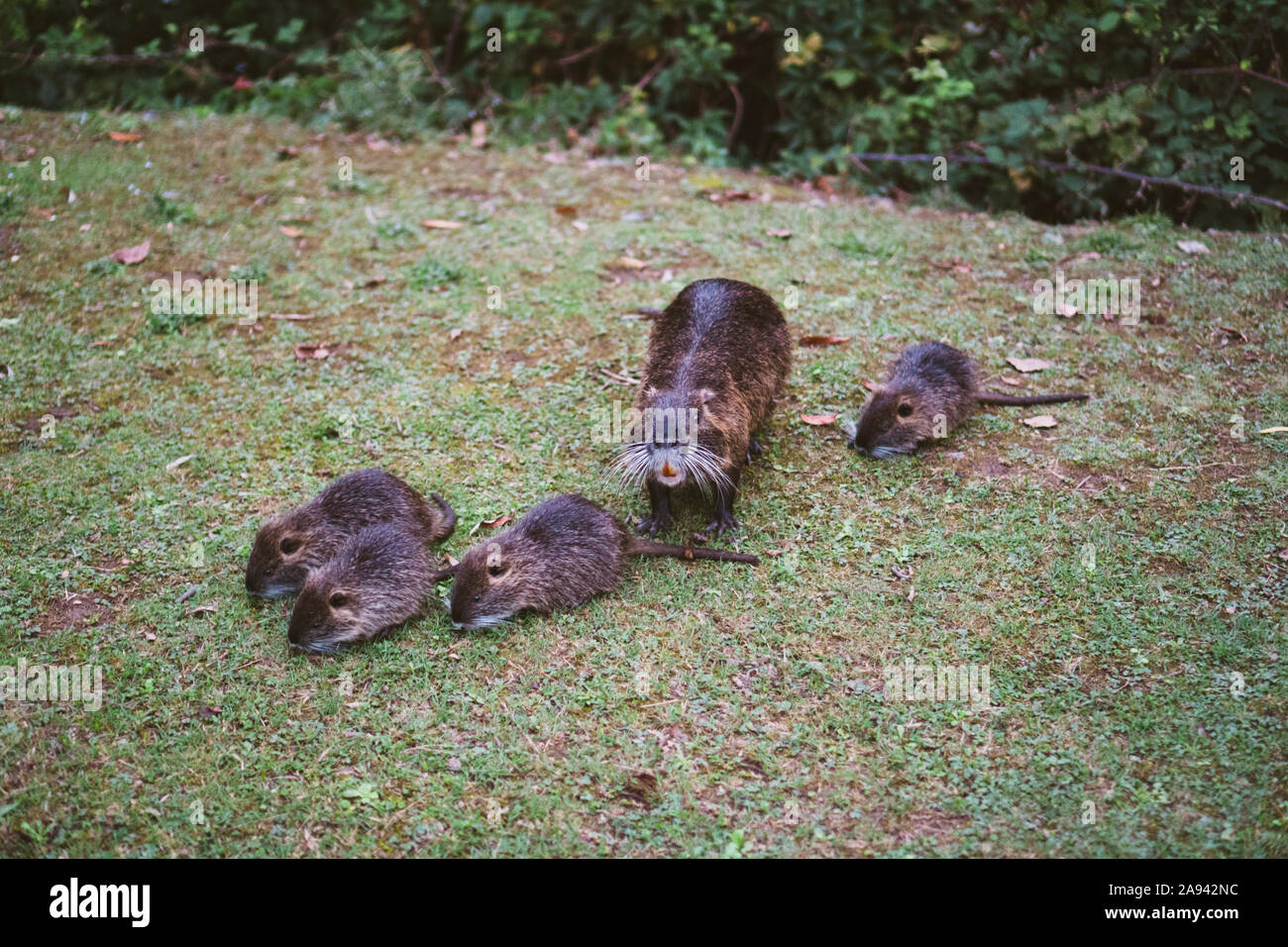 Les Familles Des Animaux En Milieu Naturel Bebe De Ragondins Sauvages A La Suite De Sa Mere Famille Ragondin Avec Des Bebes Au Repos Famille De Nombreux Petits Photo Stock Alamy