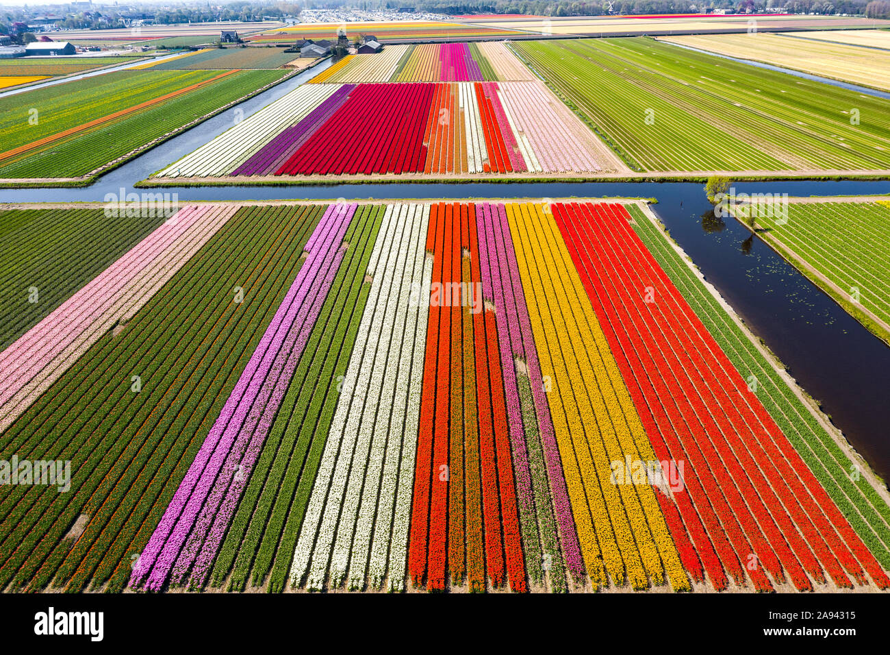 Drone aérien de champ de tulipes près de Keukenhof en Pays-Bas Photo Stock  - Alamy