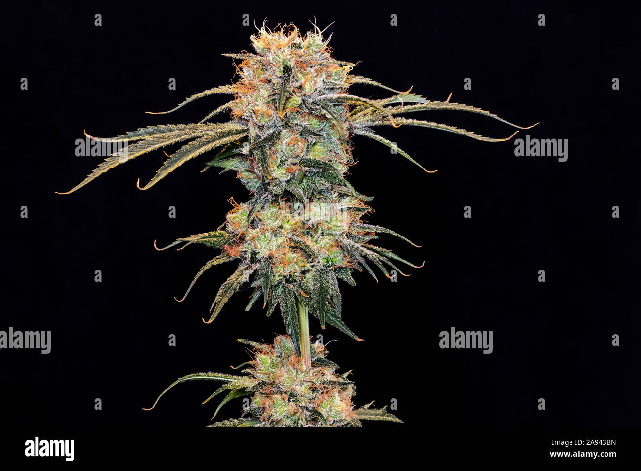 Plante de cannabis en phase de floraison tardive sur fond noir Banque D'Images