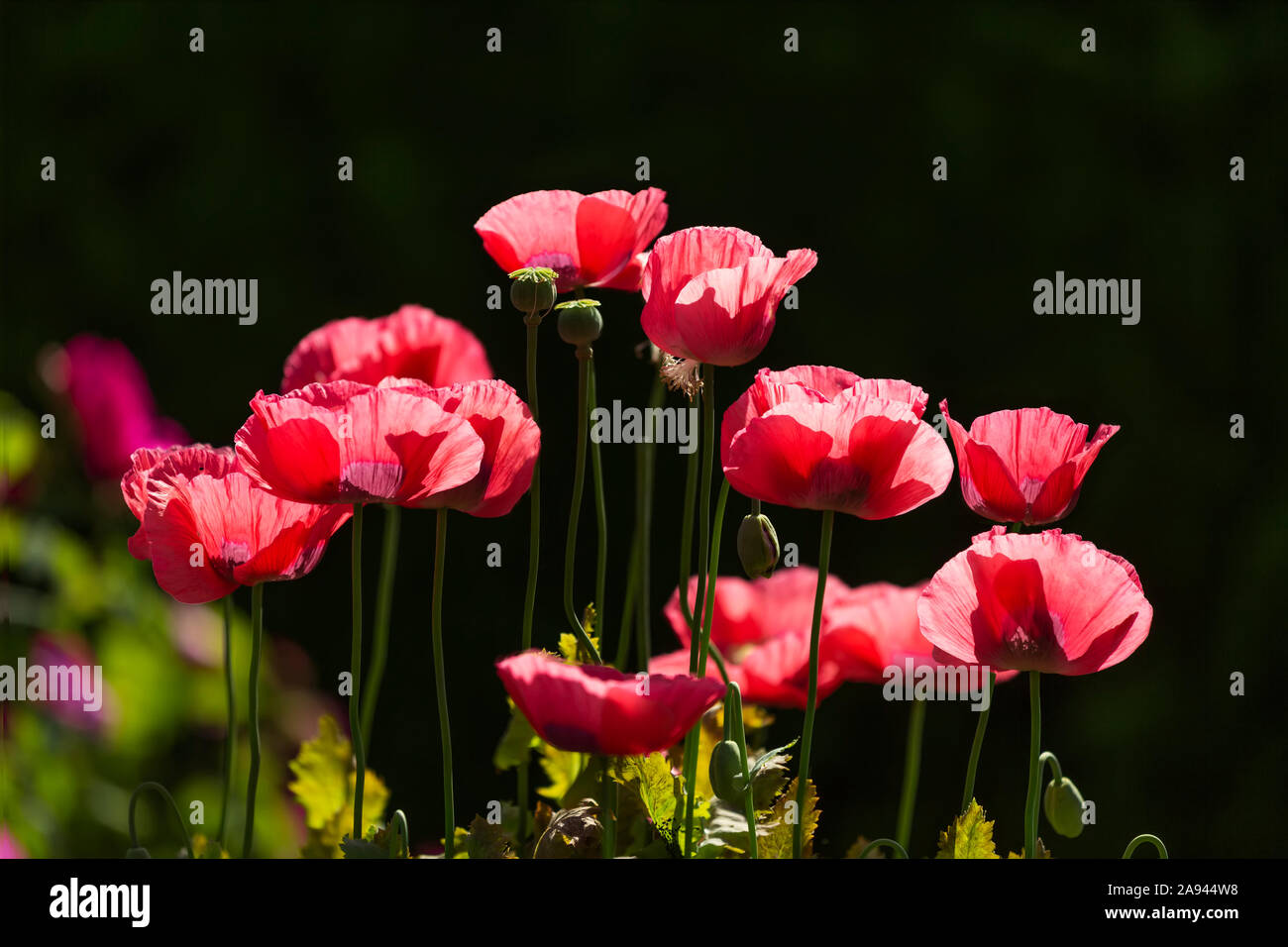 Coquelicots rouges fleuris, jardin botanique VanDusen; Vancouver, Colombie-Britannique, Canada Banque D'Images