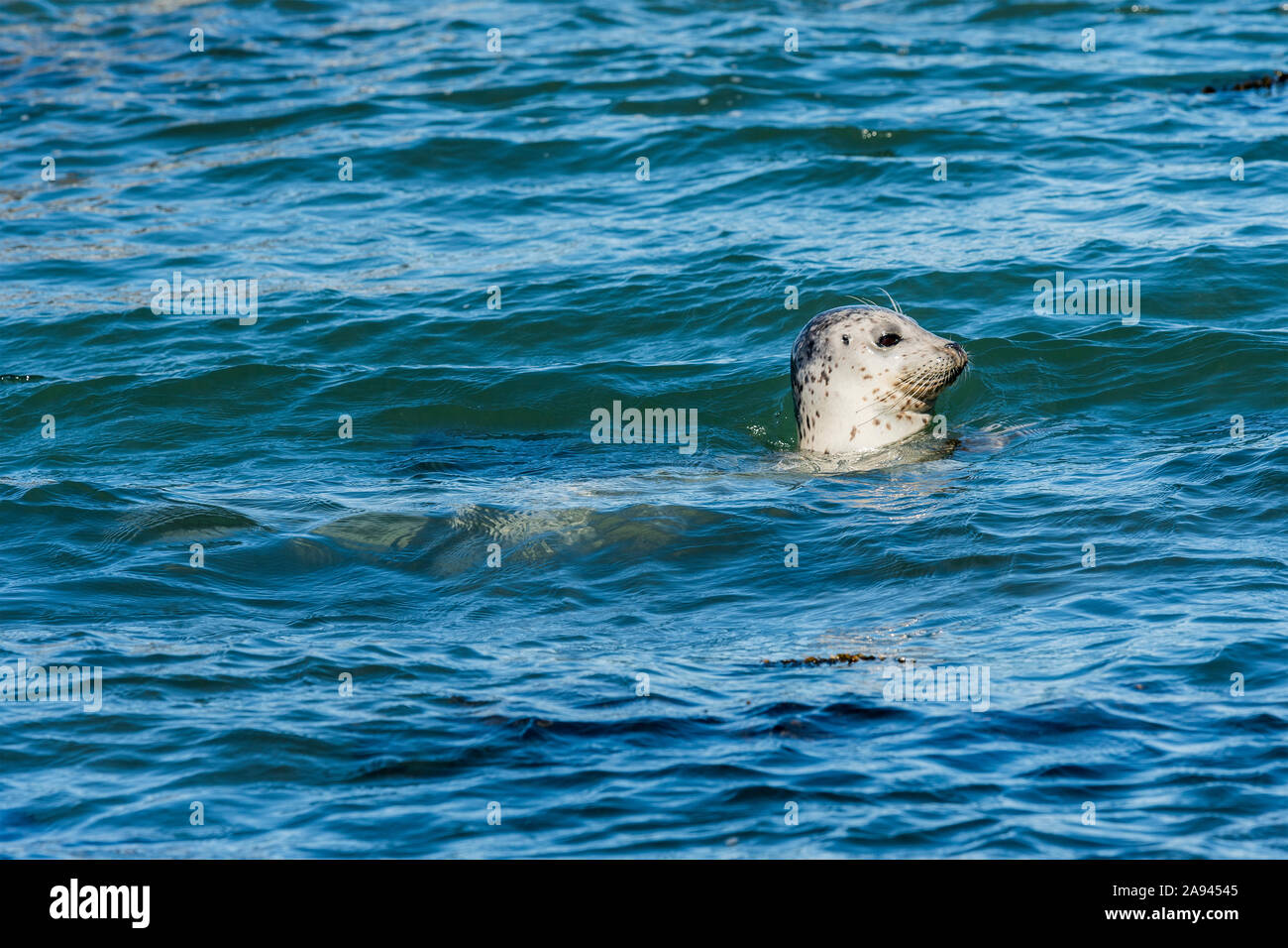 A Harbour Seal (Phoca vitulina) surfaces pour avoir un aperçu autour de Yaquina Head sur la côte de l'Oregon; Newport, Oregon, États-Unis d'Amérique Banque D'Images