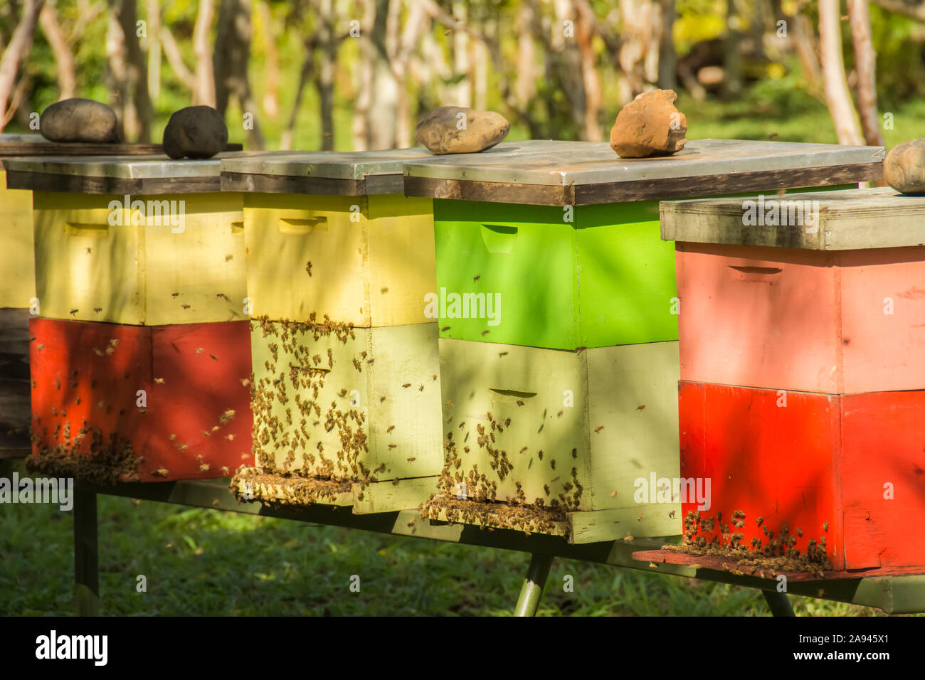 Rangée colorée de ruches avec abeilles; Île de Pâques, Chili Banque D'Images