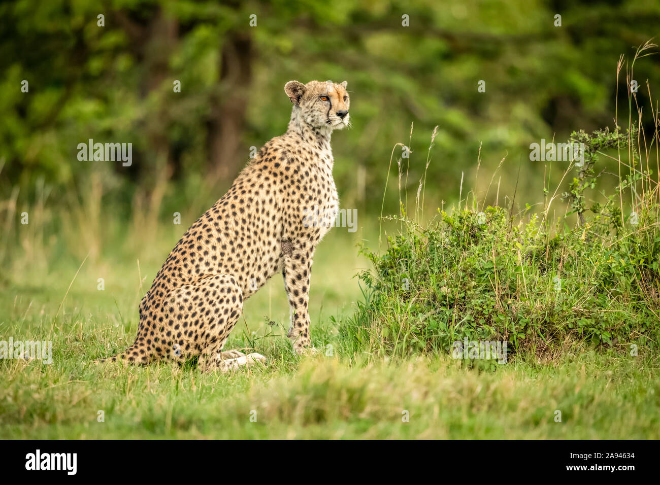 Cheetah (Acinonyx jubatus) est vigilant sur la courte tête de rotation de l'herbe, le camp de safari des années 1920 de Cottar, réserve nationale de Maasai Mara, Kenya Banque D'Images