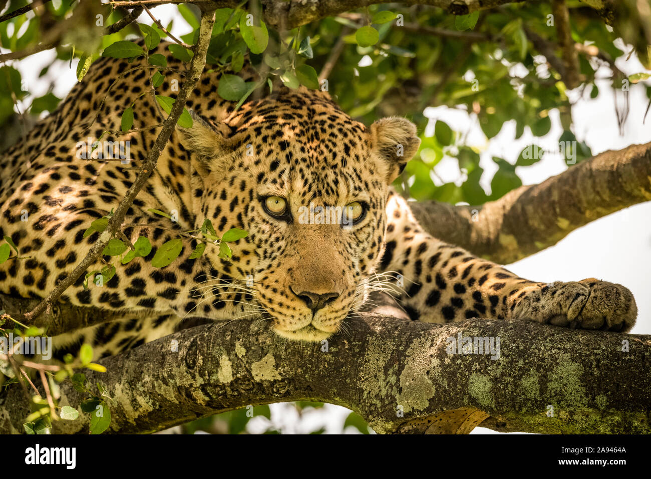 Un léopard mâle (Panthera pardus) se trouve sur une branche couverte de lichen, en regardant vers le bas.Il a un manteau brun, tacheté, des whiskers et des yeux verts, Maasai Mara N... Banque D'Images