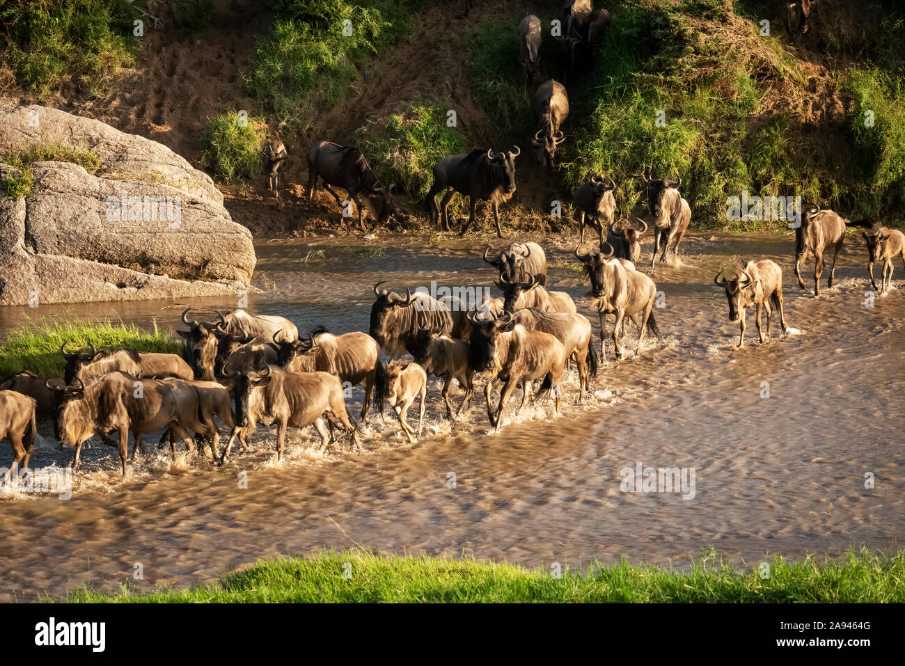 Confusion de la flétrissure bleue (Connochaetes taurinus) traversant une rivière peu profonde, camp de safari des années 1920 de Cottar, réserve nationale de Maasai Mara; Tanzanie Banque D'Images