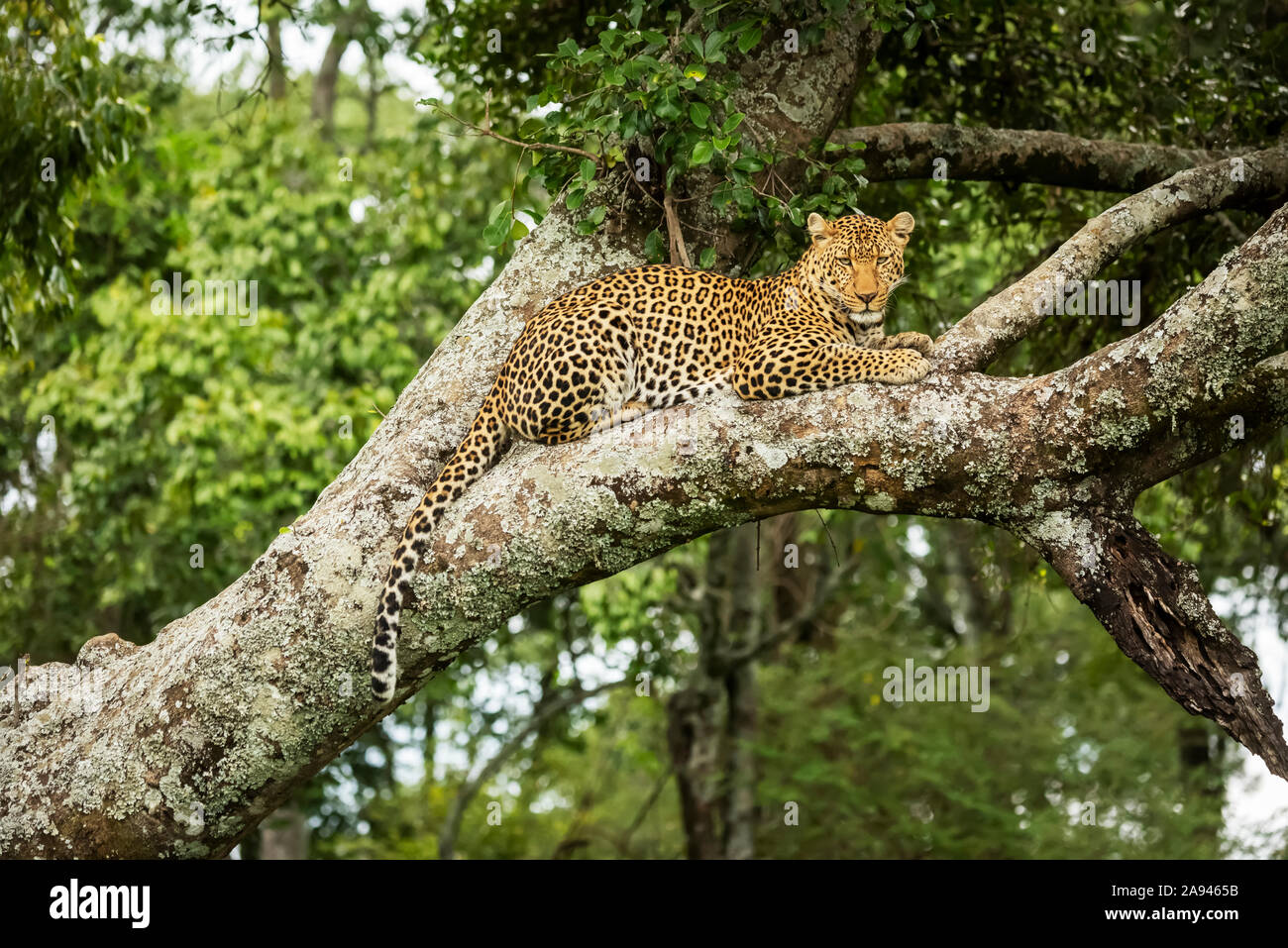 Leopard (Panthera pardus) regarde vers le bas de la queue bancale de branche, le camp de safari des années 1920 de Cottar, la réserve nationale de Maasai Mara; Kenya Banque D'Images