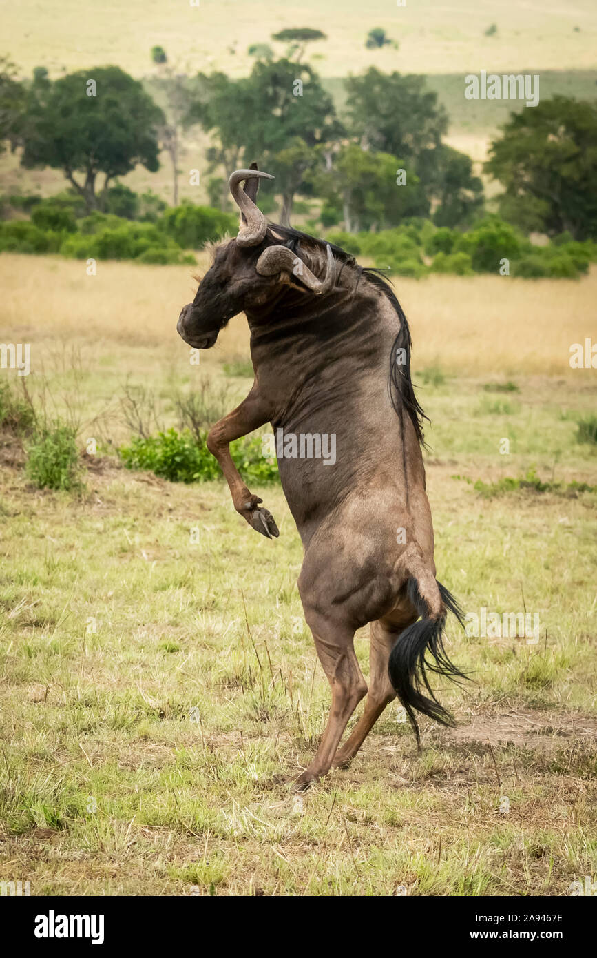 Le flétrissement bleu mâle (Connochaetes taurinus) se tord sur les pattes arrière, camp de safari des années 1920 de Cottar, réserve nationale de Maasai Mara; Kenya Banque D'Images