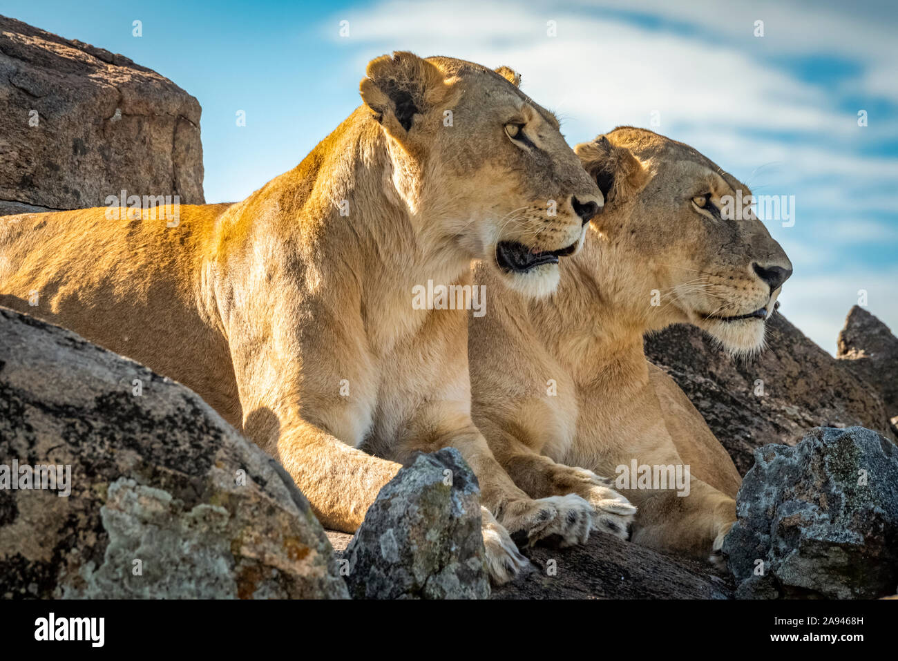 Lionesses (Panthera leo) se reflètent sur le rocher, le camp de safari des années 1920 de Cottar, réserve nationale de Maasai Mara, Kenya Banque D'Images