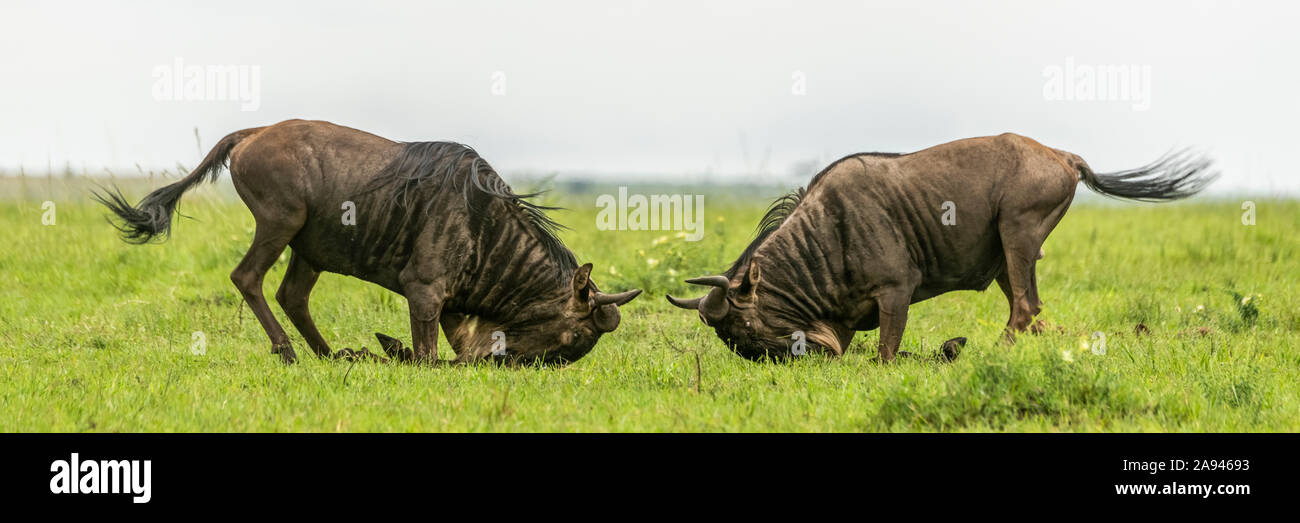 Panorama de deux hommes de combat de flétrissure bleue (Connochaetes taurinus), Camp de safari des années 1920 de Cottar, Réserve nationale de Maasai Mara, Kenya Banque D'Images