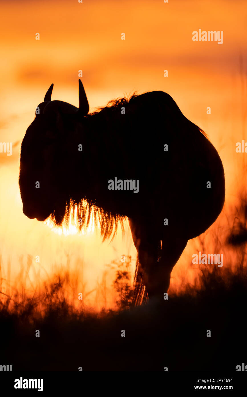 Silhouette de fanon bleu (Connochaetes taurinus) contre le ciel du coucher du soleil, Camp de safari des années 1920 de Cottar, Réserve nationale de Maasai Mara; Kenya Banque D'Images