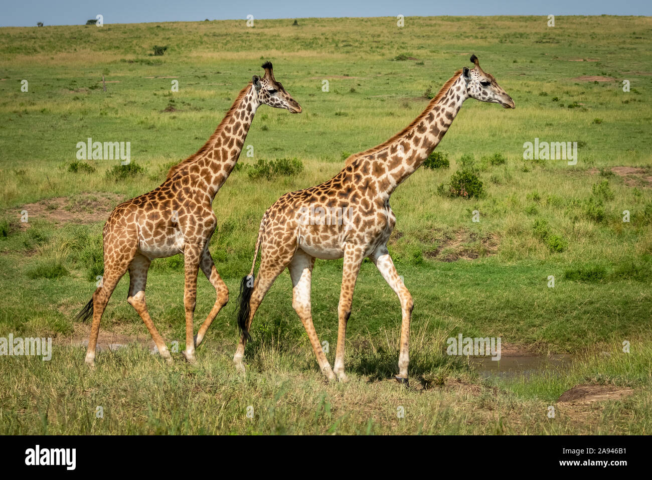 Deux girafes Masai (Giraffa camelopardalis tippelskirchii) traversent la savane au soleil, le camp de safari des années 1920 de Cottar, réserve nationale de Maasai Mara, Kenya Banque D'Images