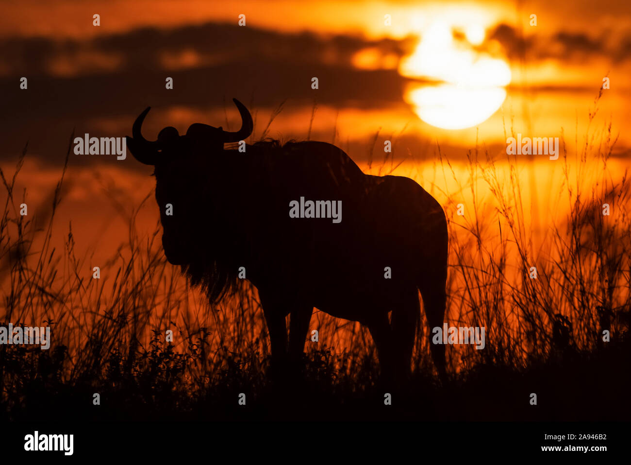 Silhouette de fanon bleu (Connochaetes taurinus) contre le ciel du coucher du soleil, Camp de safari des années 1920 de Cottar, Réserve nationale de Maasai Mara; Kenya Banque D'Images