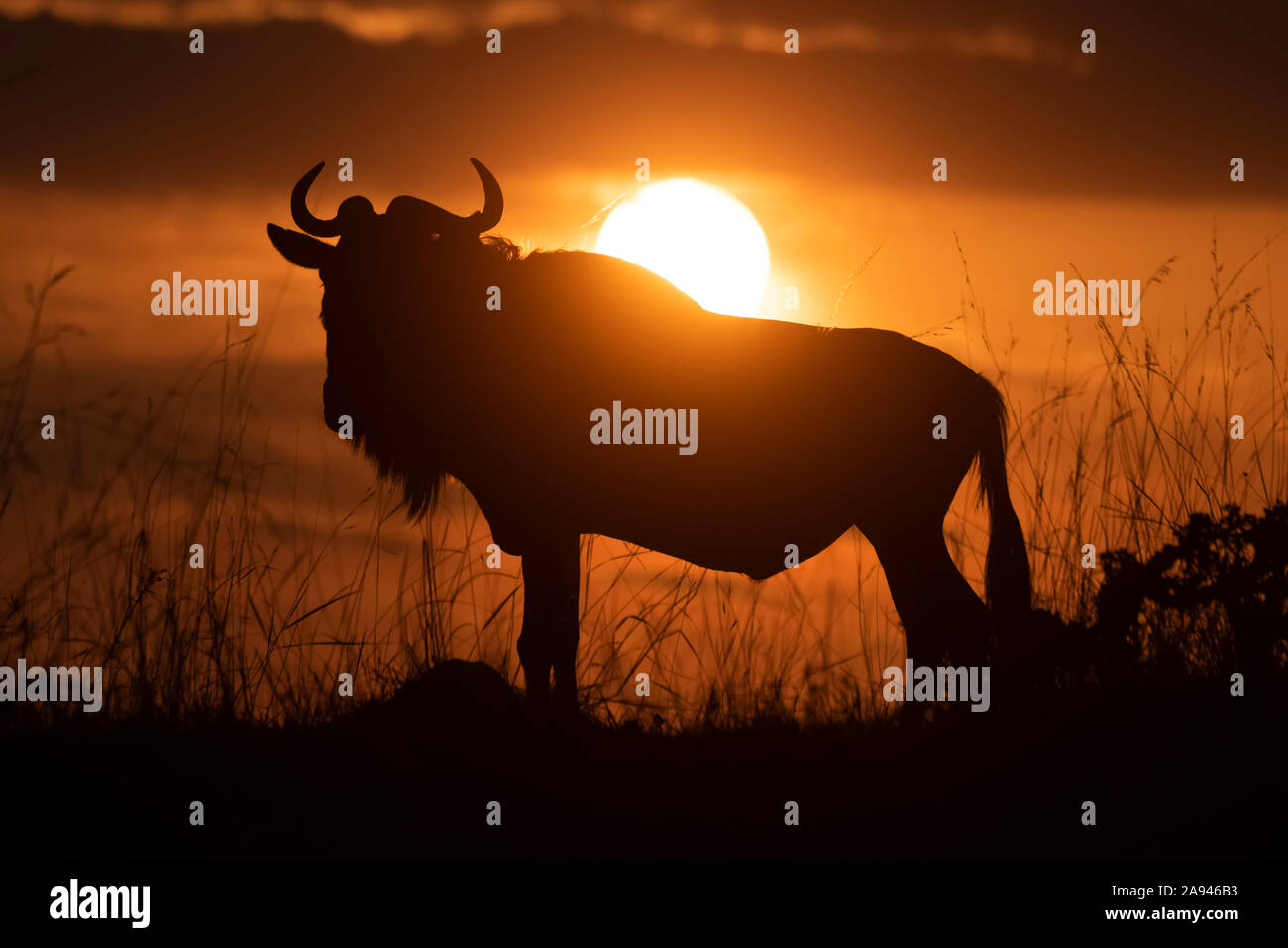 Silhouette de fanon bleu (Connochaetes taurinus) contre le ciel du coucher du soleil, Camp de safari des années 1920 de Cottar, Réserve nationale de Maasai Mara; Kenya Banque D'Images