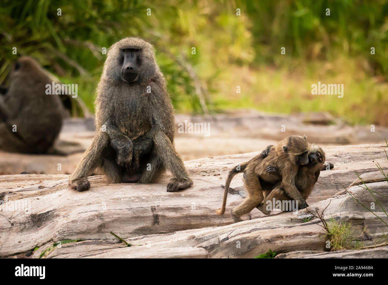 Deux jeunes babouins d'olive (Papio anubis) jouent par leur père, le camp de safari des années 1920 de Cottar, réserve nationale de Maasai Mara; Kenay Banque D'Images
