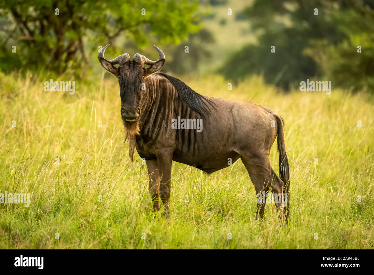 Le flétrissement bleu (Connochaetes taurinus) se tient à regarder la caméra dans l'herbe, le camp de safari des années 1920 de Cottar, réserve nationale de Maasai Mara, Kenya Banque D'Images