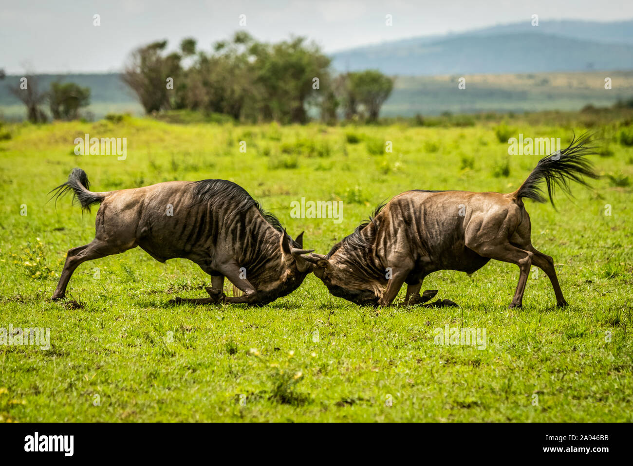 Deux mâles wildebeest bleu (Connochaetes taurinus) se battant dans les prairies, Camp de safari des années 1920 de Cottar, Réserve nationale de Maasai Mara; Kenya Banque D'Images