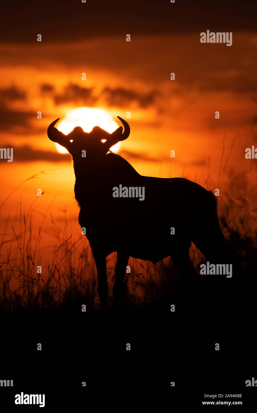 Silhouette de fanon bleu (Connochaetes taurinus) contre le ciel du coucher du soleil, Camp de safari des années 1920 de Cottar, Réserve nationale de Maasai Mara; Kenya Banque D'Images