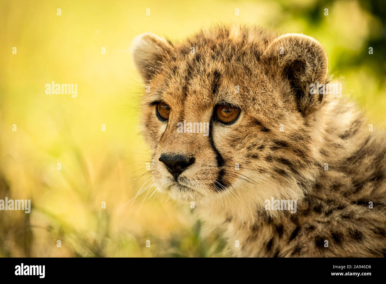 Gros plan de cheetah cub (Acinonyx jubatus) assis à gauche, camp de safari des années 1920 de Cottar, réserve nationale de Maasai Mara, Kenya Banque D'Images
