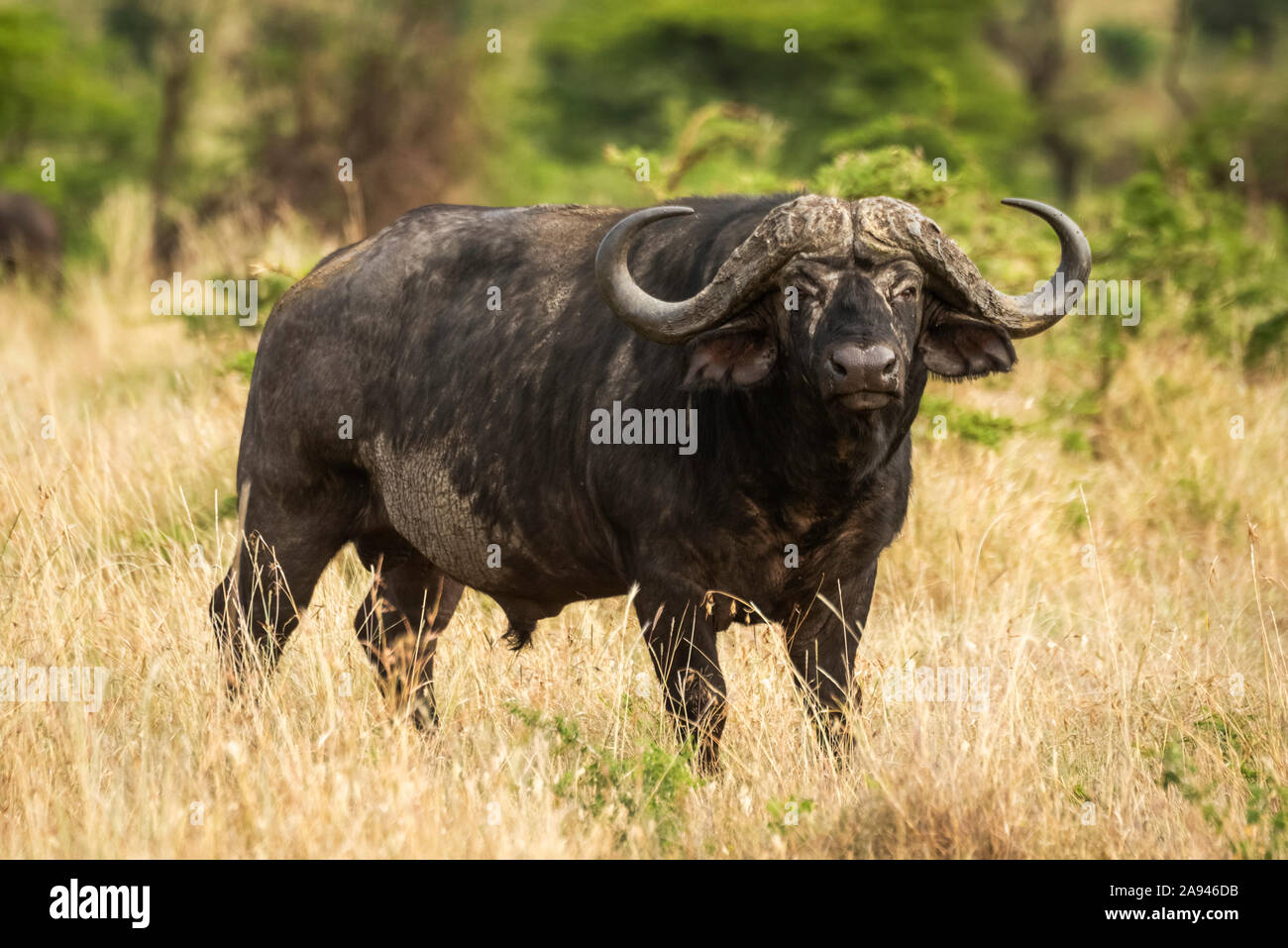 Cape Buffalo (Syncerus caffer) se trouve dans un appareil photo pour la chasse à l'herbe, camp de safari des années 1920 de Cottar, réserve nationale de Maasai Mara, Kenya Banque D'Images