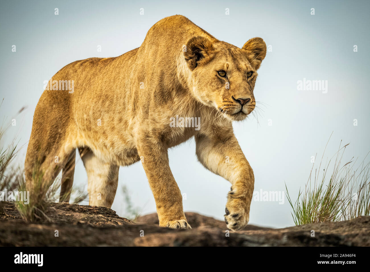 Lioness (Panthera leo) marche sur le rocher sous le ciel bleu, camp de safari des années 1920 de Cottar, réserve nationale de Maasai Mara; Kenya Banque D'Images