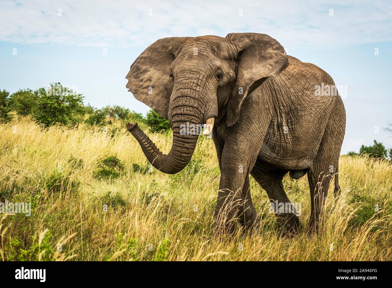 L'éléphant d'Afrique du Bush (Loxodonta african) se promène dans l'herbe, le camp de safari des années 1920 de Cottar, réserve nationale de Maasai Mara, Kenya Banque D'Images