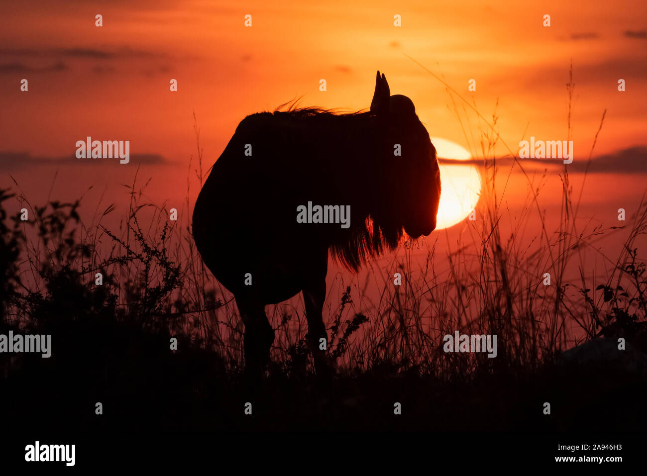 Silhouette de flétrissure bleue (Connochaetes taurinus) contre le soleil couchant, camp de safari des années 1920 de Cottar, réserve nationale de Maasai Mara; Kenya Banque D'Images
