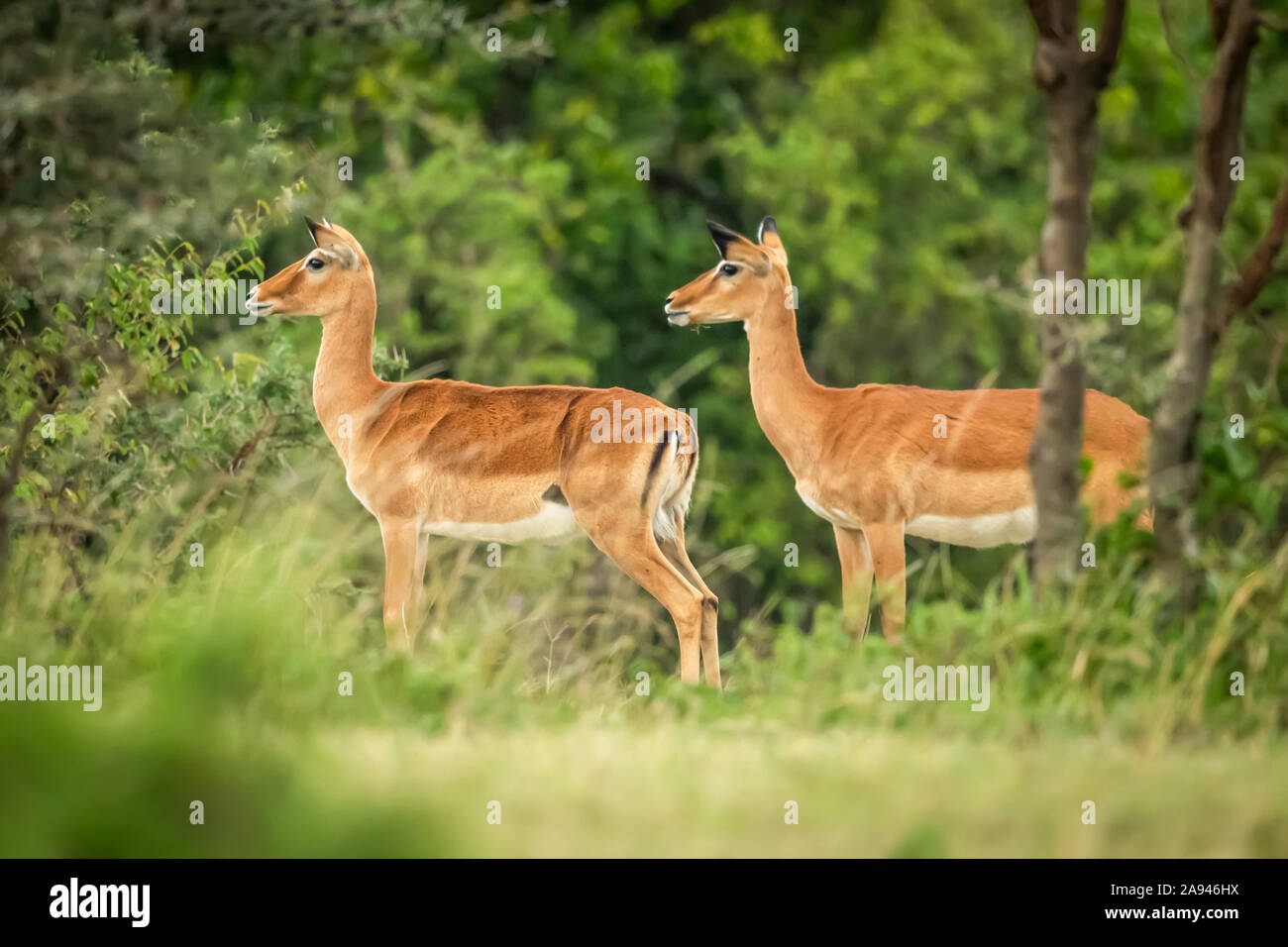 Deux femelles impala (Aepyceros melampus) se tiennent ensemble, regardant à gauche, le camp de safari des années 1920 de Cottar, réserve nationale de Maasai Mara, Kenya Banque D'Images